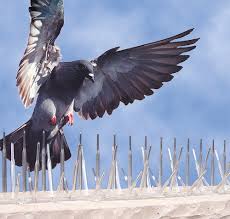 Balcony Bird Spike Installation Tirupur