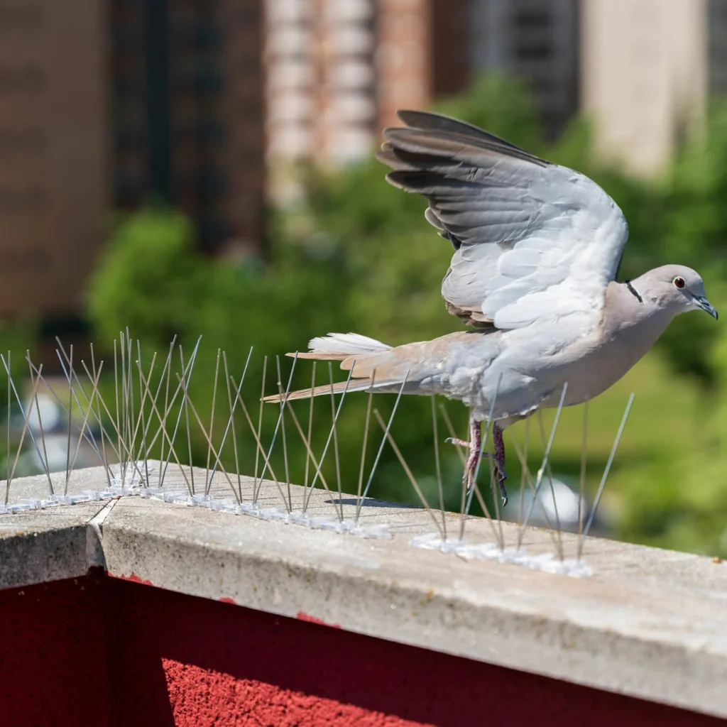 Anti-Bird & Pigeon Spikes Installation - Sai Nishita Safety Nets